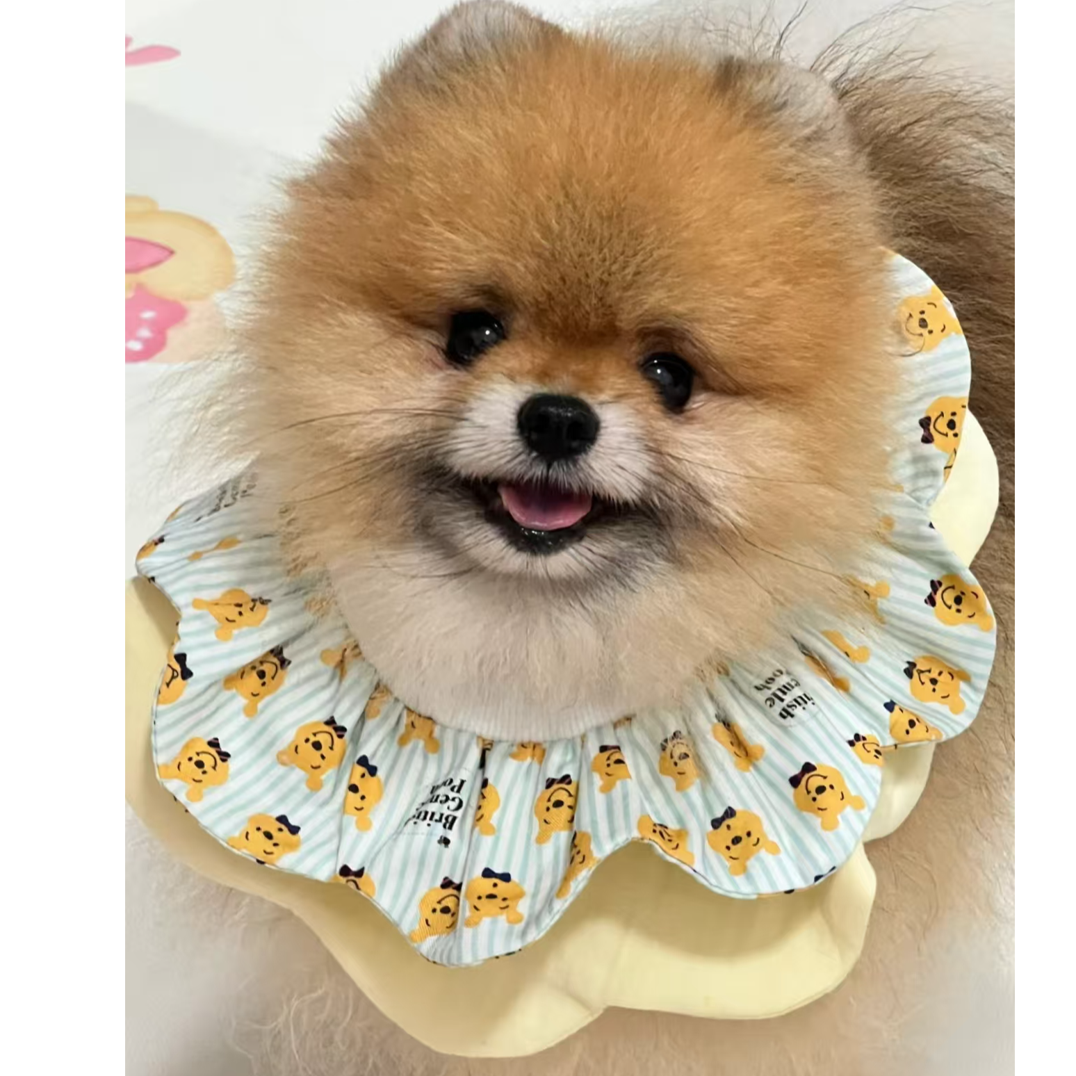 小型犬黄博美宠物 衣服  岫流