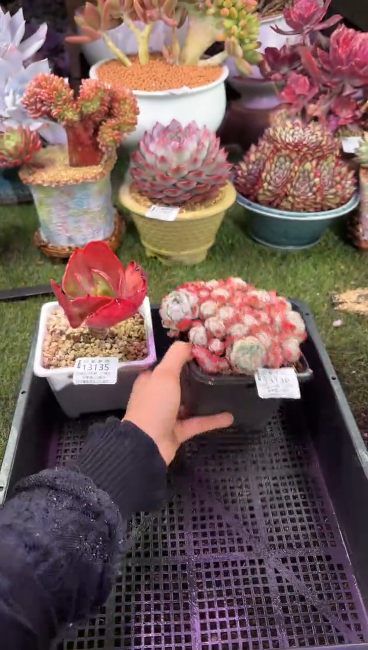 【闪购商品】13136