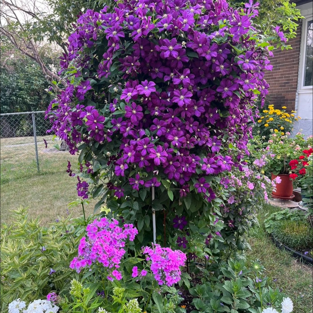 蓝坤园艺   铁线莲（紫花杰克曼）大花庭院阳台花卉铁线莲攀爬植物