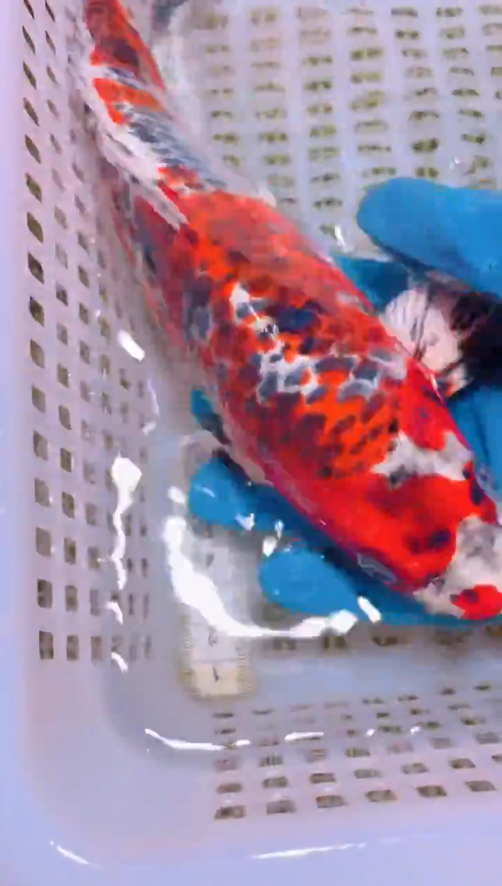 锦鲤冷水观赏鱼全场包邮30