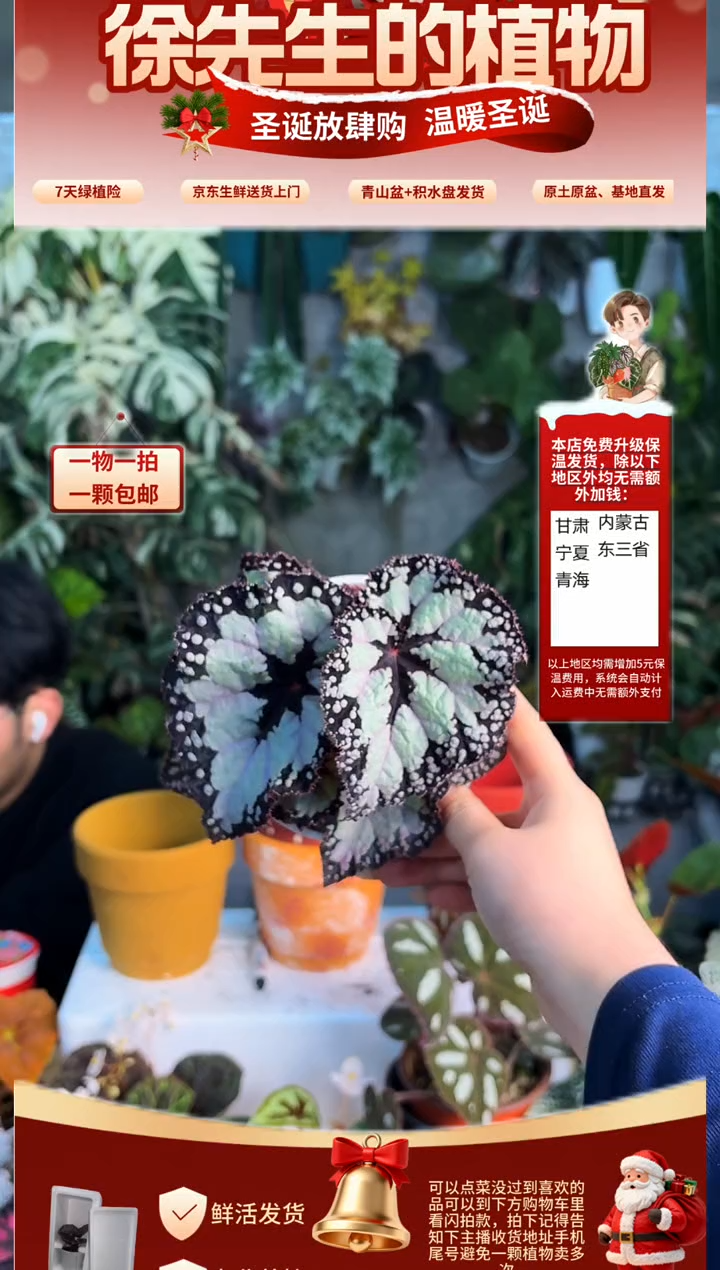 完全开放多尔切比塔