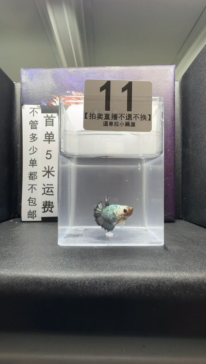 斗鱼母鱼编号：11