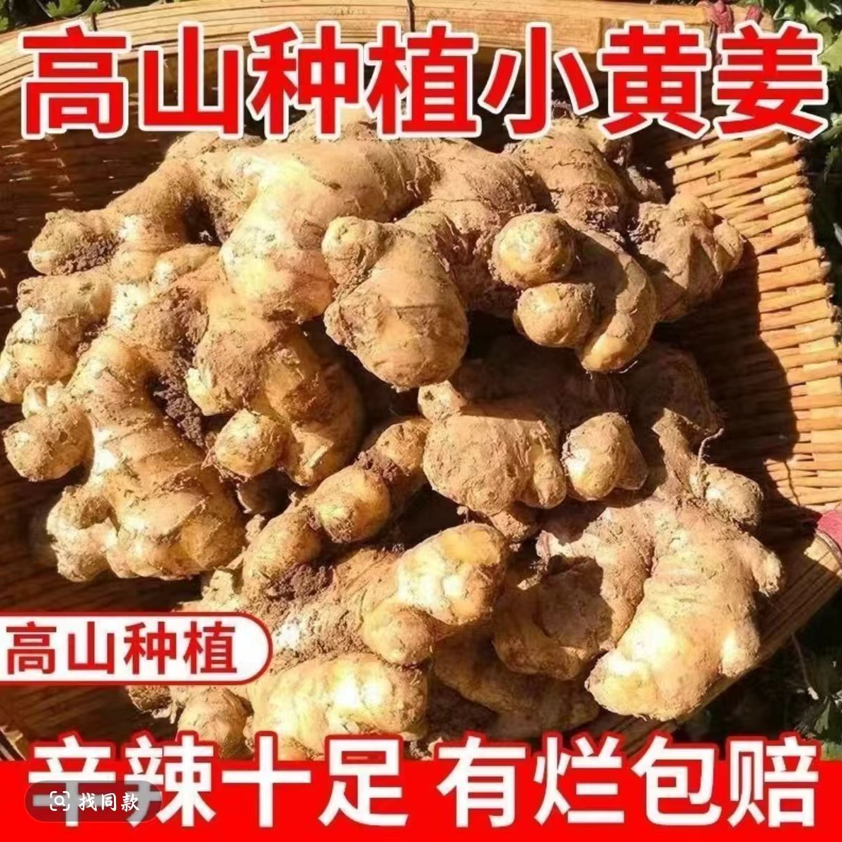云南高山精选大块整块小黄姜农家新鲜现挖姜无硫天然