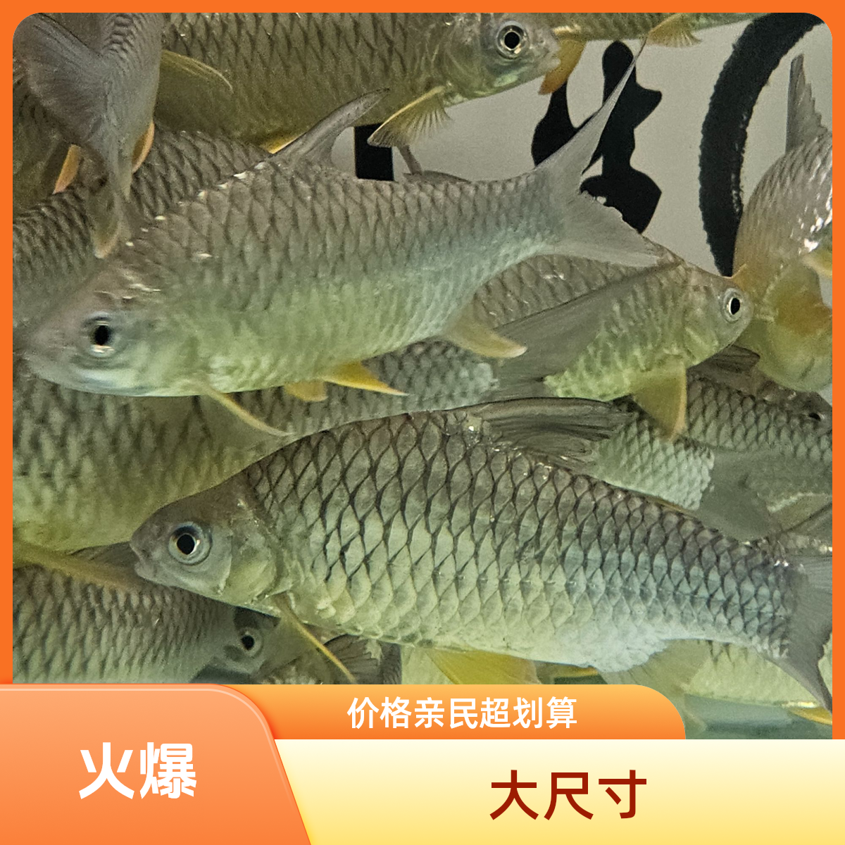泰国柠檬鲫鱼黄腹柠檬鲫观赏鱼大型鱼虎鱼龙鱼配鱼