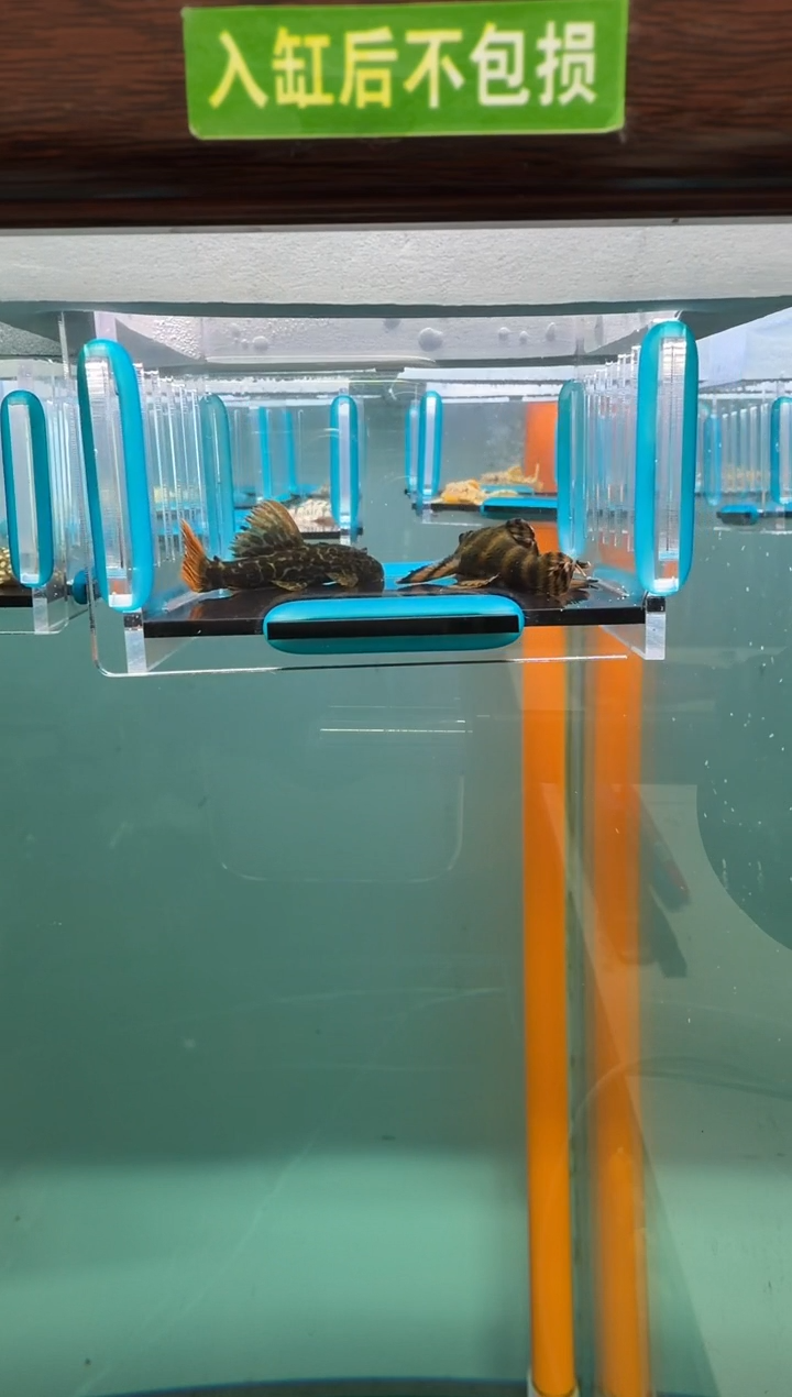 清道夫鱼140号397/600入缸不包损录制完整开箱视频厘5.7-7.3米