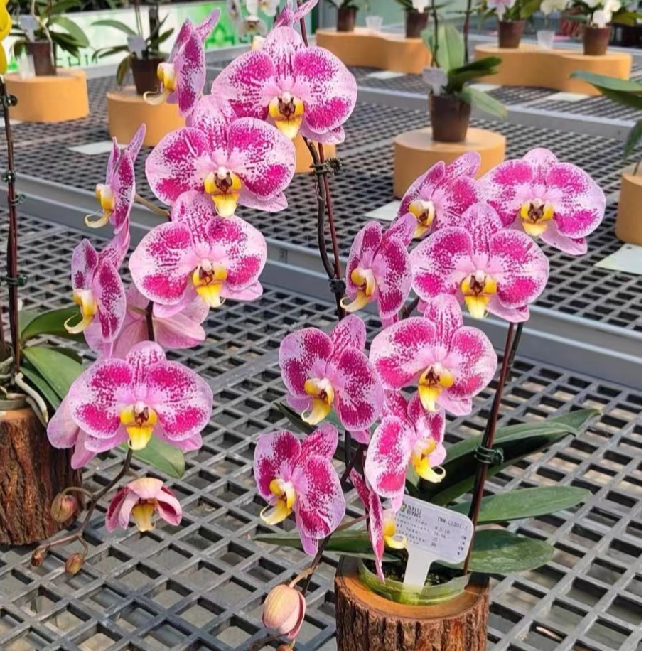 带花苞《太妃糖》3.0寸杯蝴蝶兰