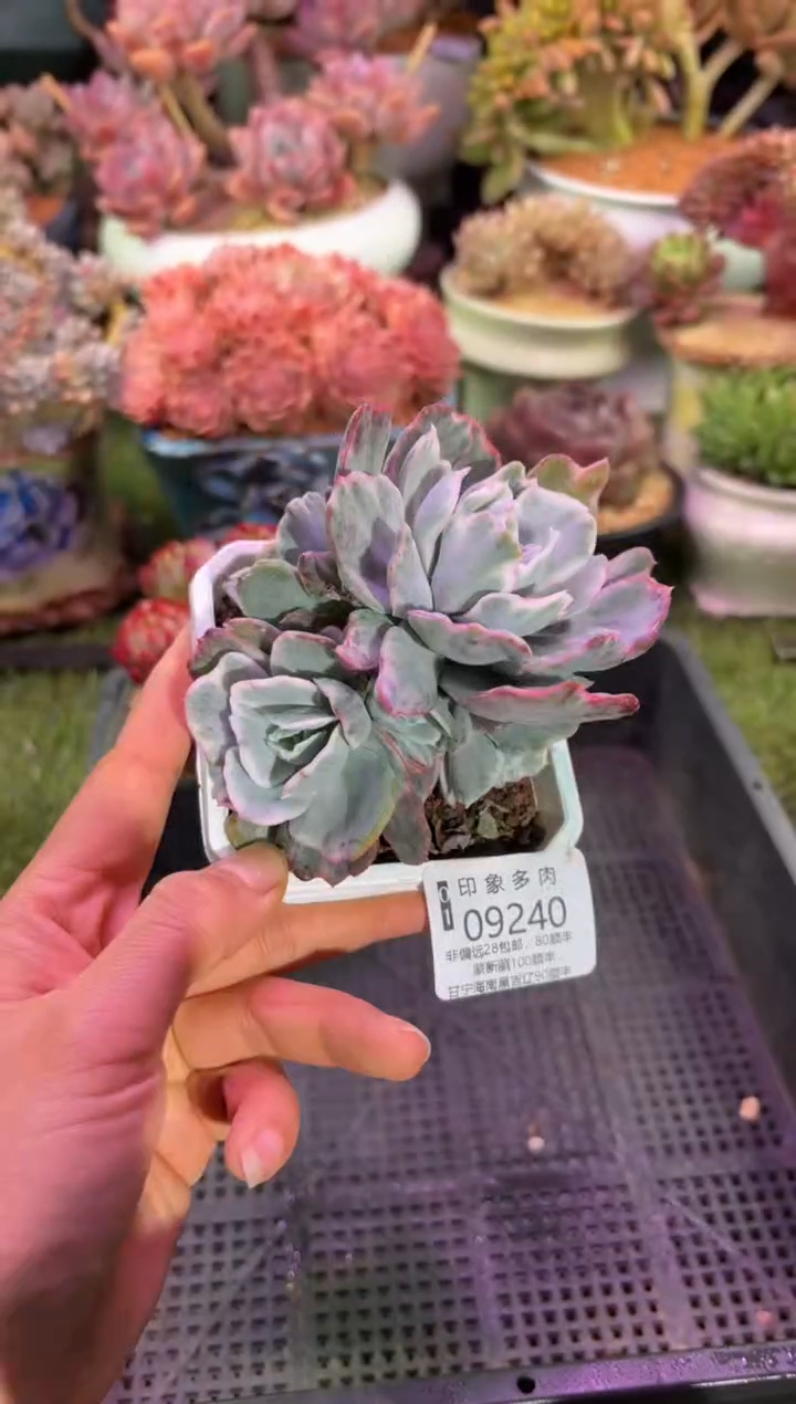 【闪购商品】09240