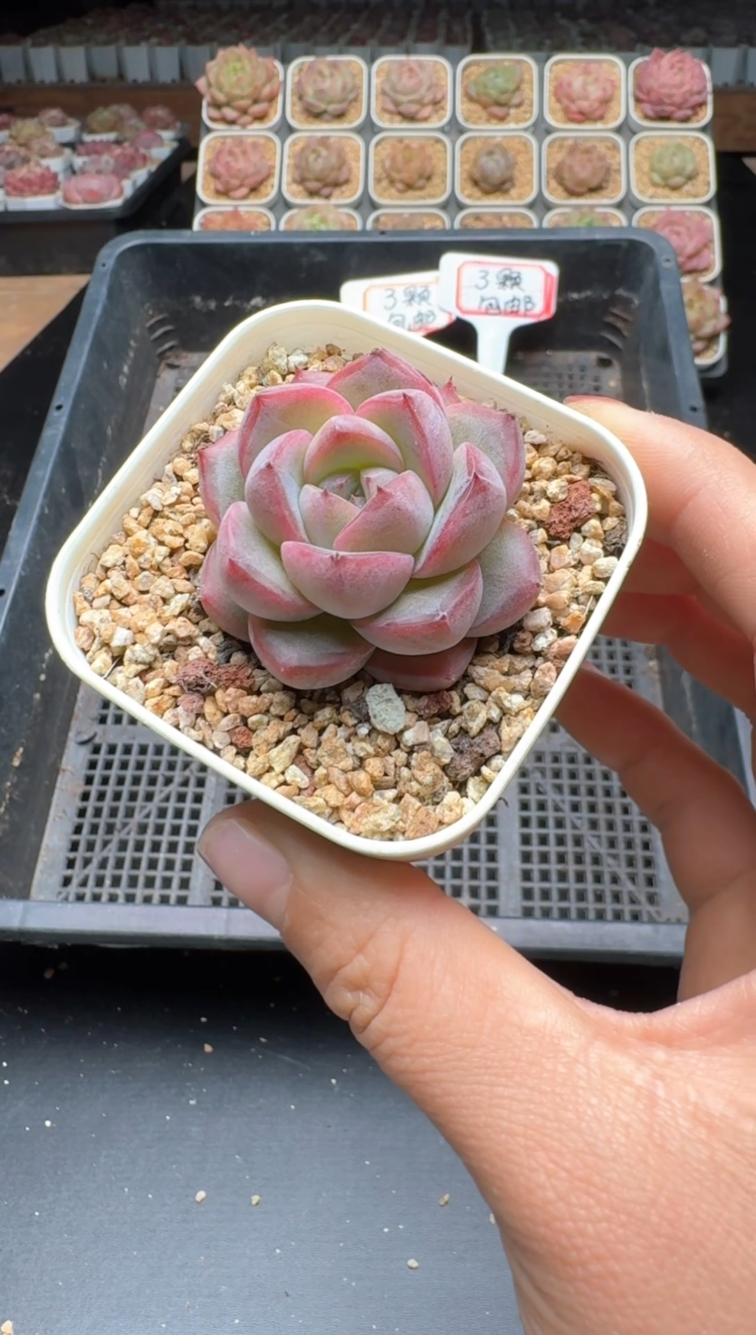 【闪购商品】181号 珍妮杂交多肉 花卉植物