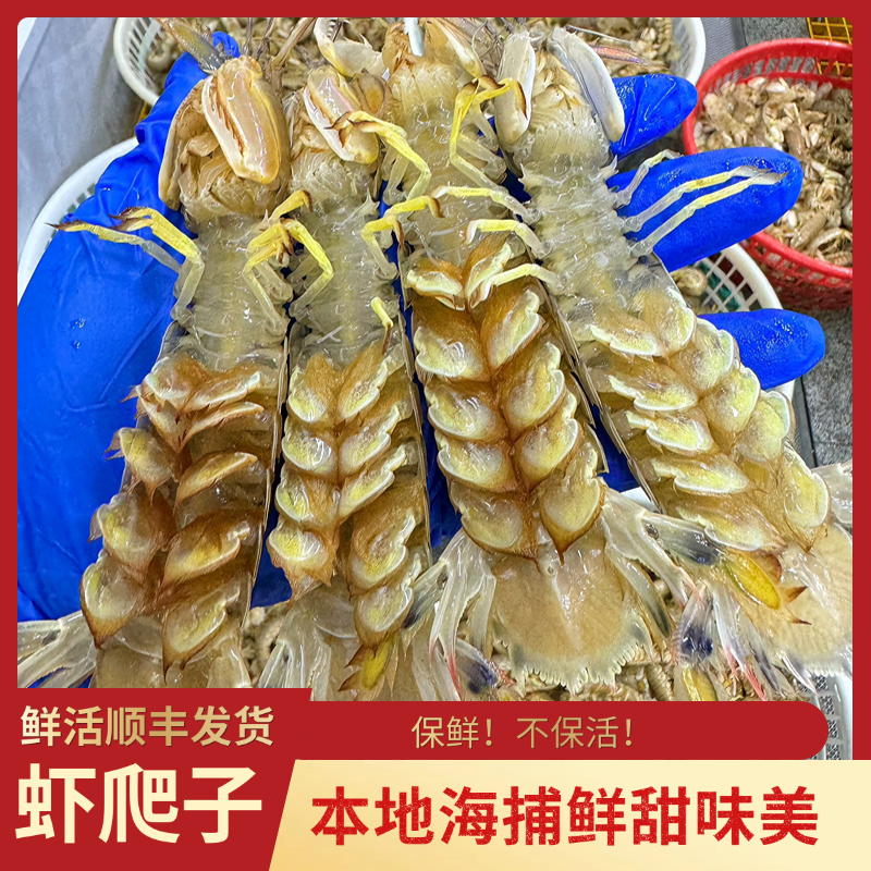9层肥度 大号虾爬子 皮皮虾 【保鲜 不包活】  顺丰发货 