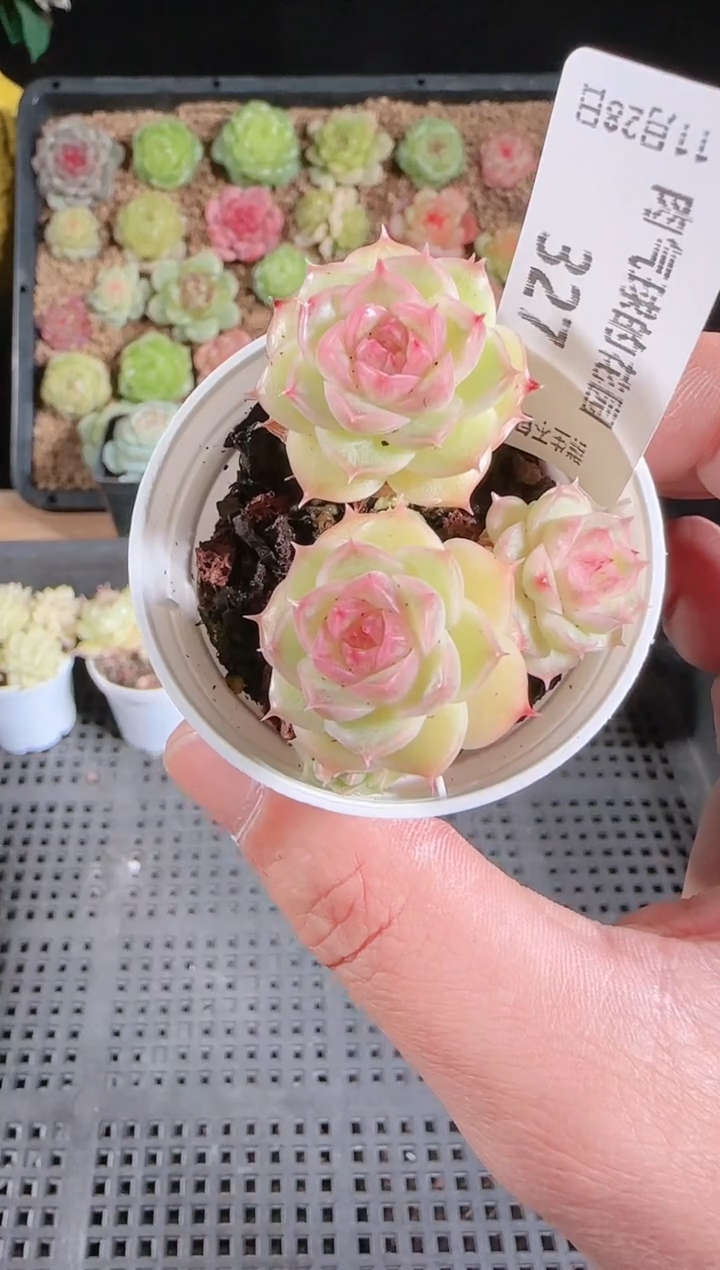 多肉1128-327群生不包整