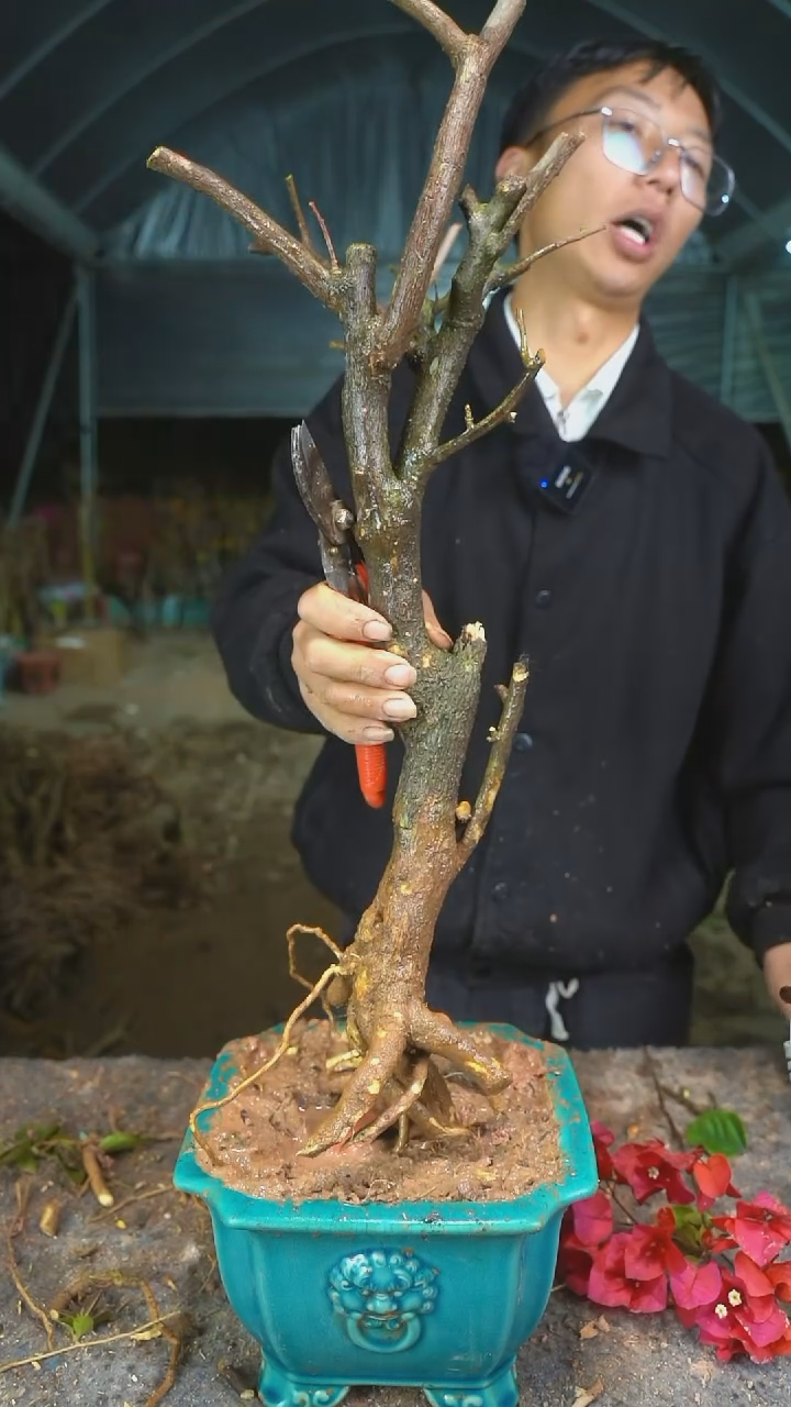 【闪购商品】127三角梅老桩以实物为准图片仅供参考