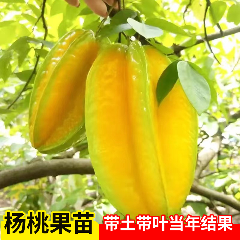 杨桃树苗果树结果四季甜杨桃台湾大果杨桃苗庭院阳台盆栽好养果苗