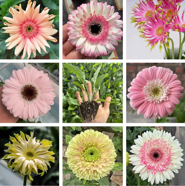 【非洲菊花苗】扶郎花庭院阳台植物爆花机器颜色鲜艳花期长新手易种