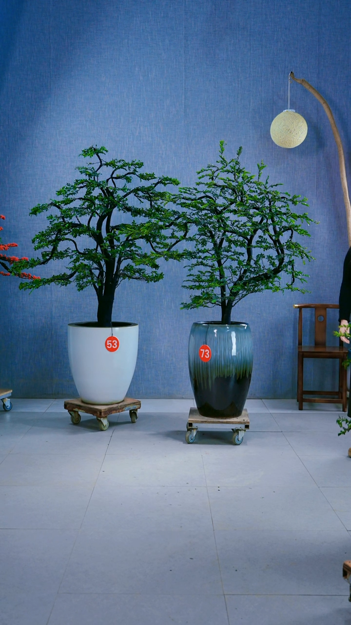 无花朵冉*生53号盆73号盆链接两颗