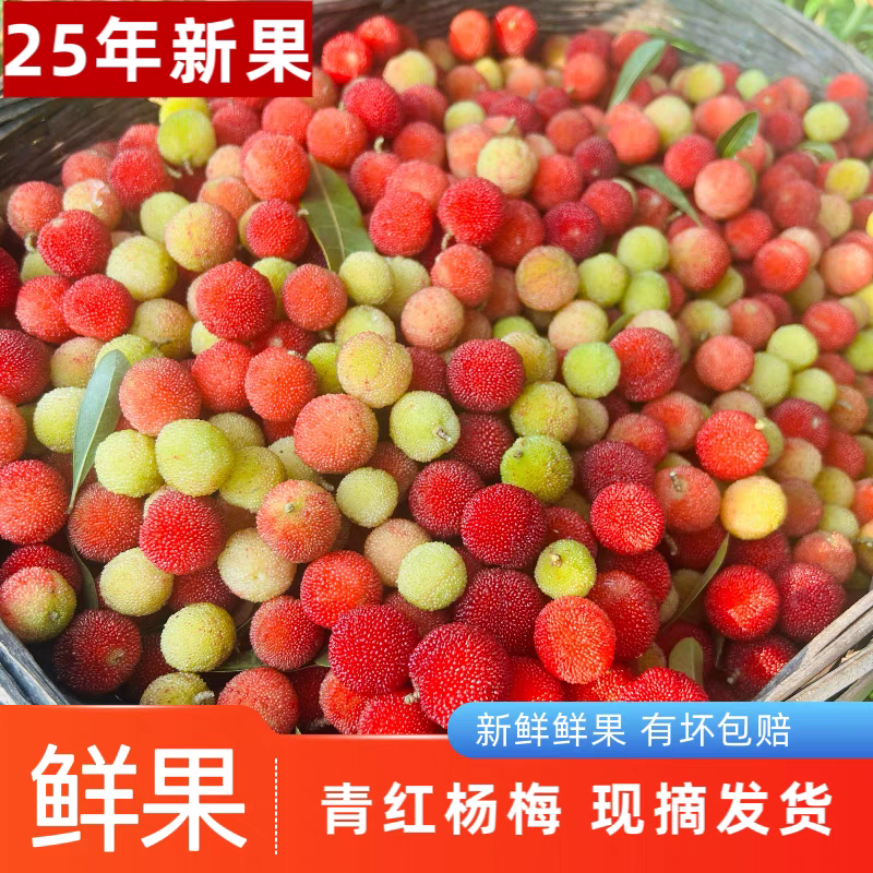 【申通普快】福建高山泡酒杨梅新鲜野生青红泡酒土杨梅孕妇当季鲜果