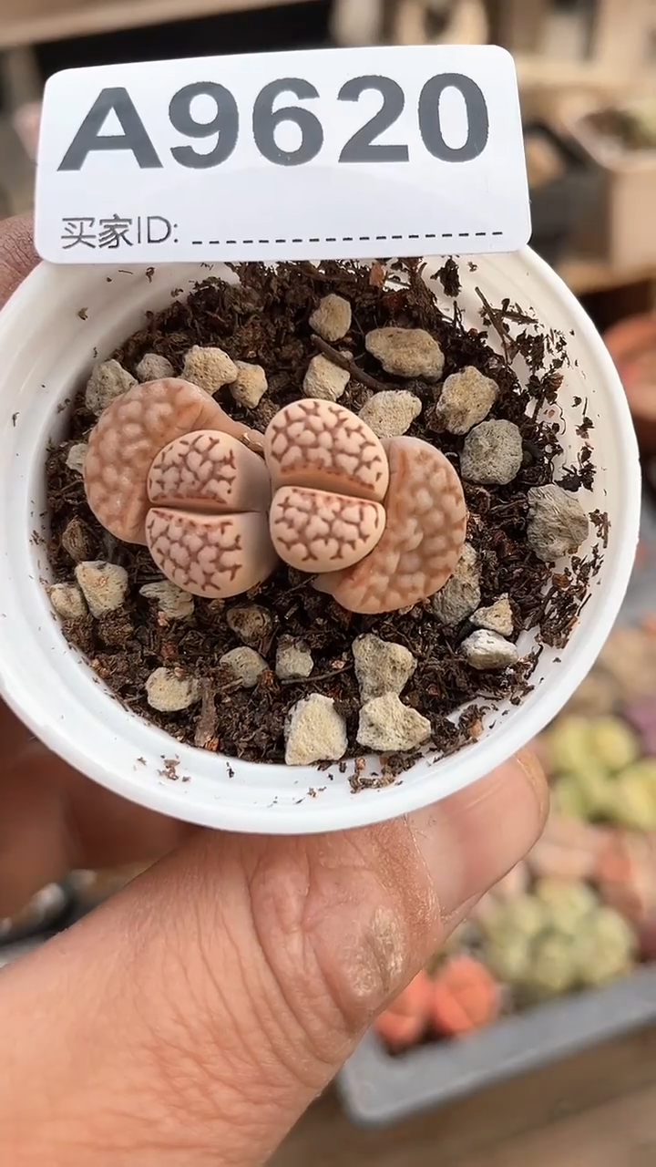 【闪购商品】9620直播一物一拍