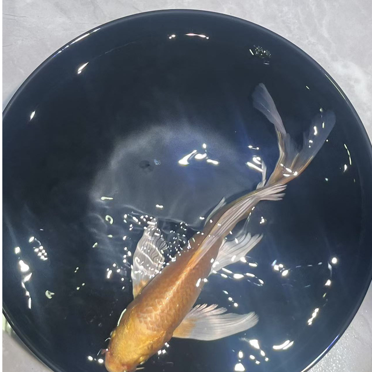 501-600号玛雅色蝴蝶鲤锦鲤金鱼宠物鱼观赏鱼活体