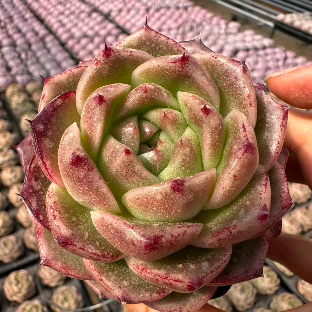 7#莎士比亚多肉植物 前男友精品多肉 安70