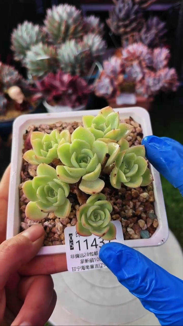 昆明印象多肉11437
