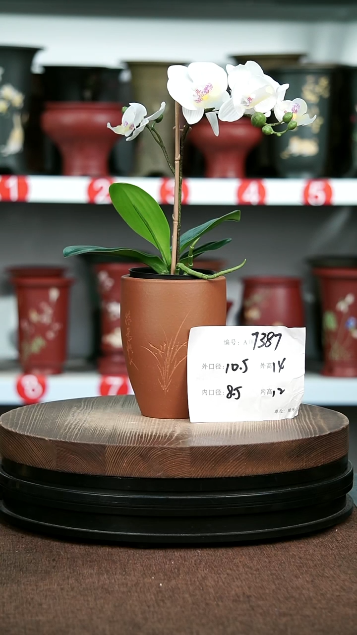 紫砂花盆花卉园艺7387