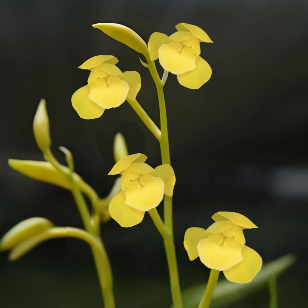 建兰铭品鹅黄素兰花室内花好养易活