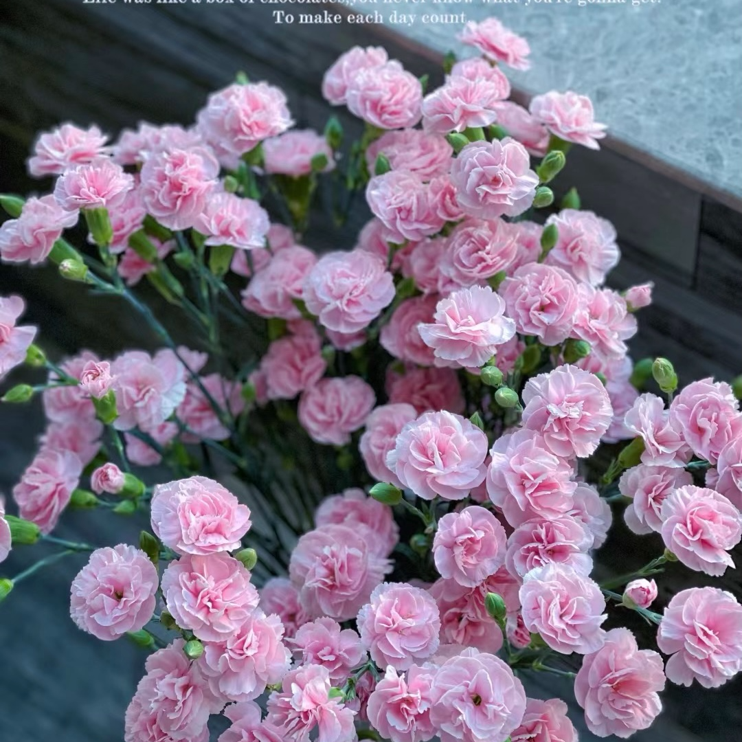 【多头康乃馨】云南鲜切花家养鲜花送礼