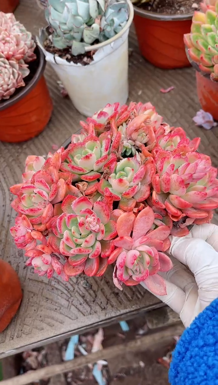 【闪购商品】03674