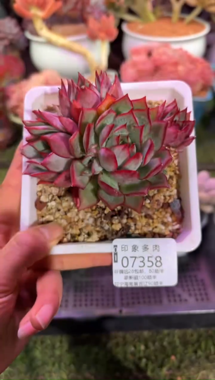 【闪购商品】07358