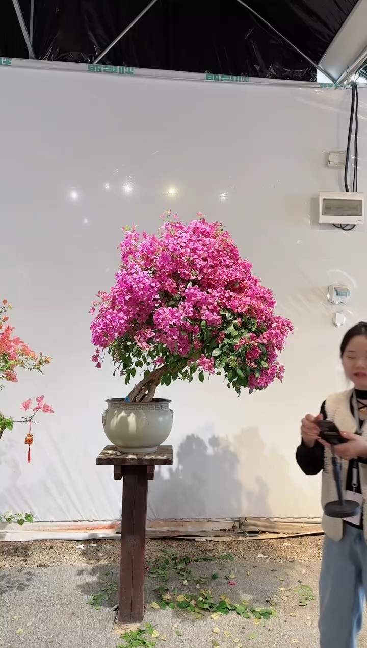 【闪购商品】盆景塞弗里