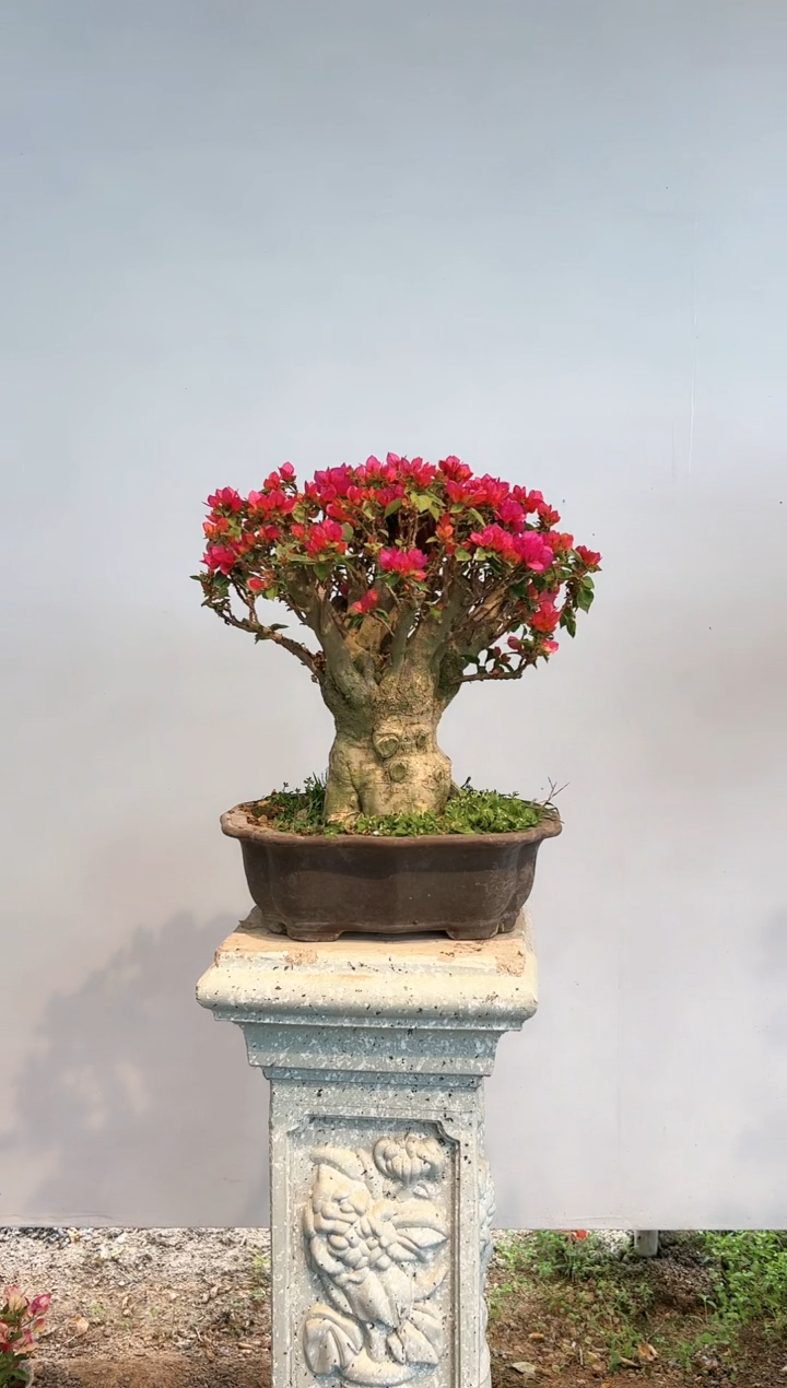 【闪购商品】aa923