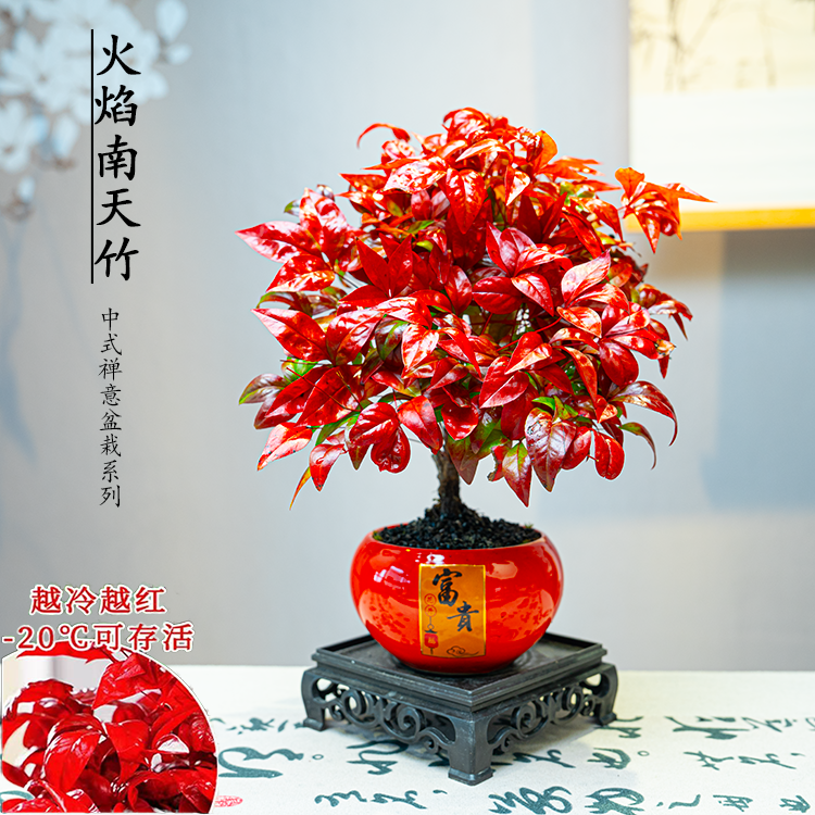 富贵火焰南天竹盆栽室内外耐寒绿植四季观叶好养花卉盆景