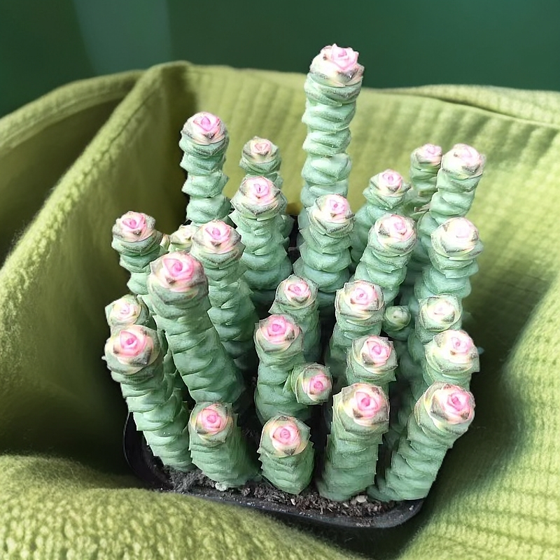 红心钱串锦多肉绿植盆栽室内懒人好养四季常青