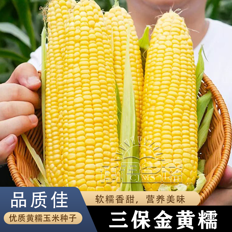 黄金糯玉米种子大棒超甜一代杂交种籽糯粘玉米蔬菜种子春秋播高产
