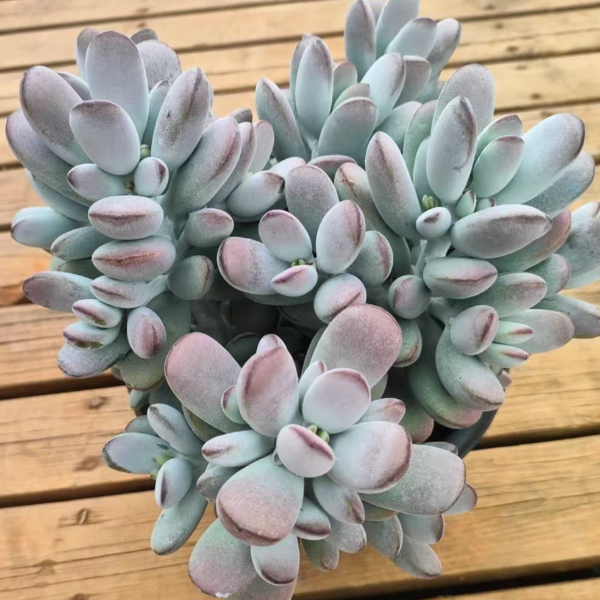 精品乒乓福娘锦 精品多肉 新手好栽 好养 云南昆明发货