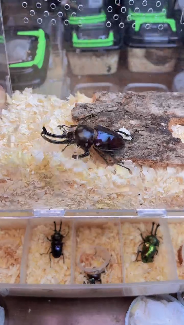 紫色彩虹锹甲公一只+3号亚克力套餐