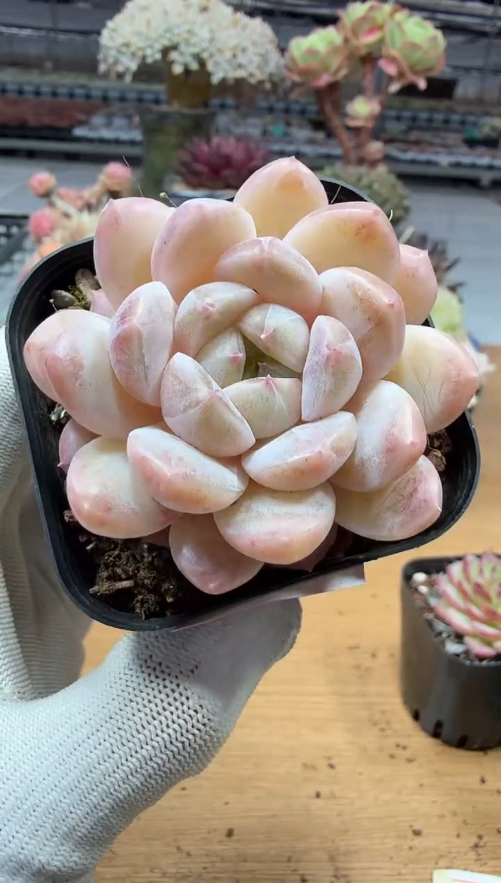 东云多肉园二店-339