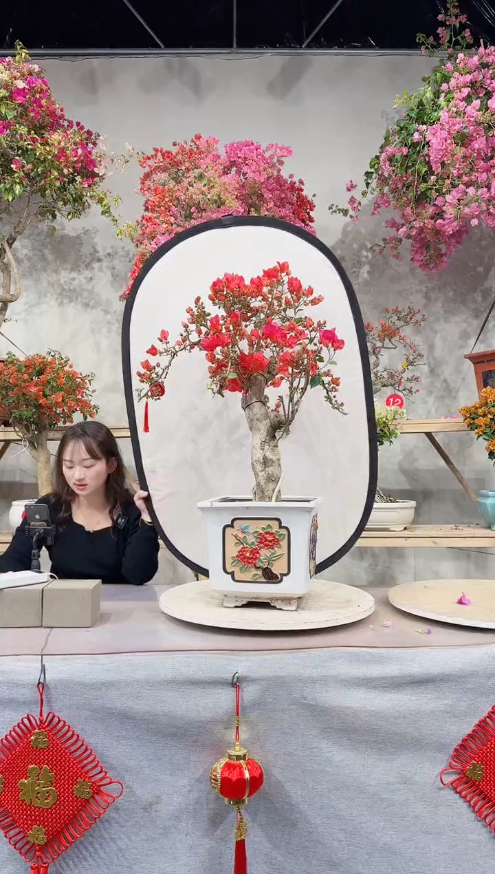 【闪购商品】盆景四季同安红