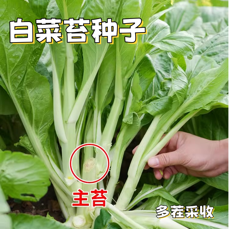 【全店满五包包邮】白菜苔种子四季可种阳台庭院种植脆嫩可口蔬菜