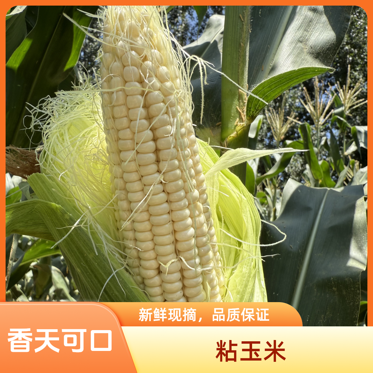 【河南开封沙地农家】白粘玉米现摘 粘糯香甜 新鲜当季软糯玉米食材