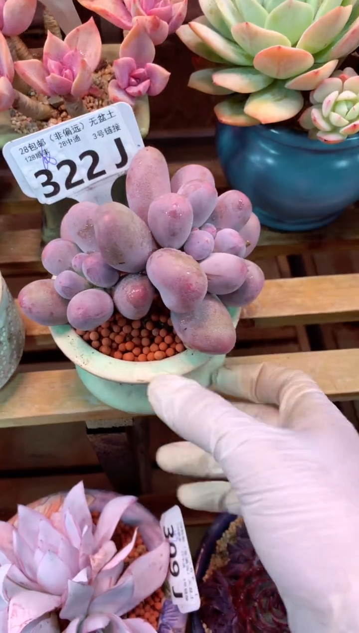 322J（一物一拍，精品多肉，w所见即所得 ）