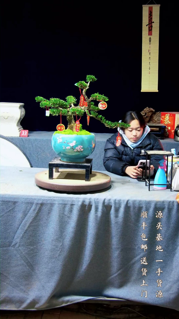 【闪购商品】黄杨盆景黄杨盆景