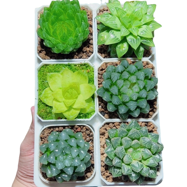 玉露6盆好养室内植物组合套餐多肉