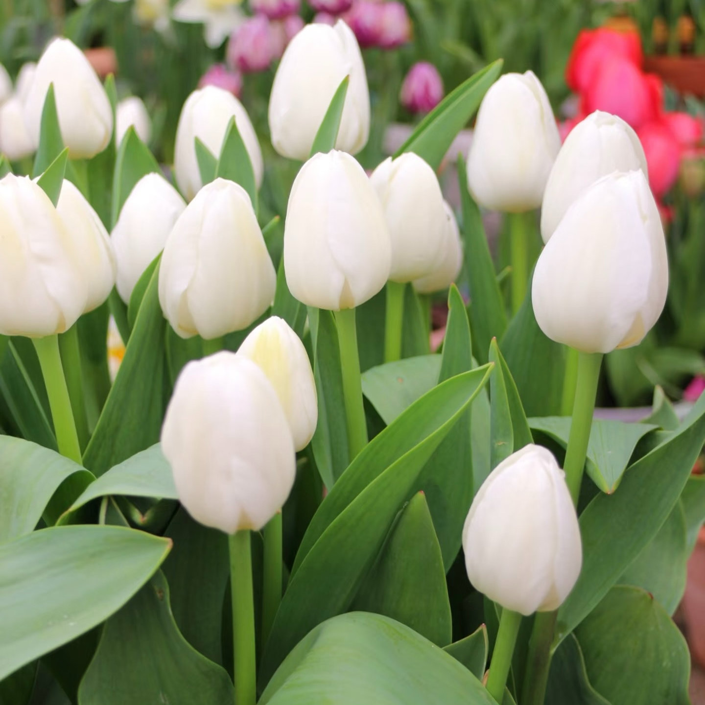 【冬季种植   皇家少女】进口郁金香种球家庭园艺