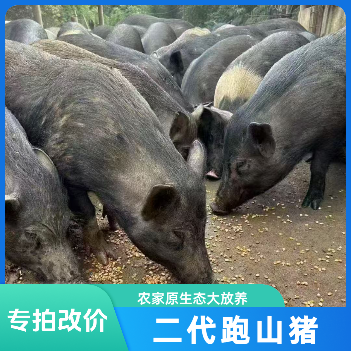 【野二代山猪肉】以直播间称重为准 不支持无理由退单。