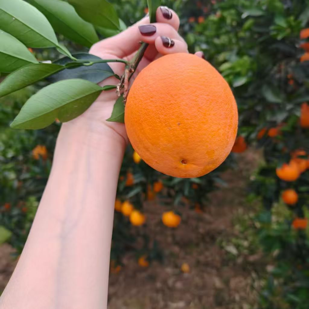 正宗奉节脐橙纽荷尔新鲜现摘脆甜化渣产地直发水果小果次果混装