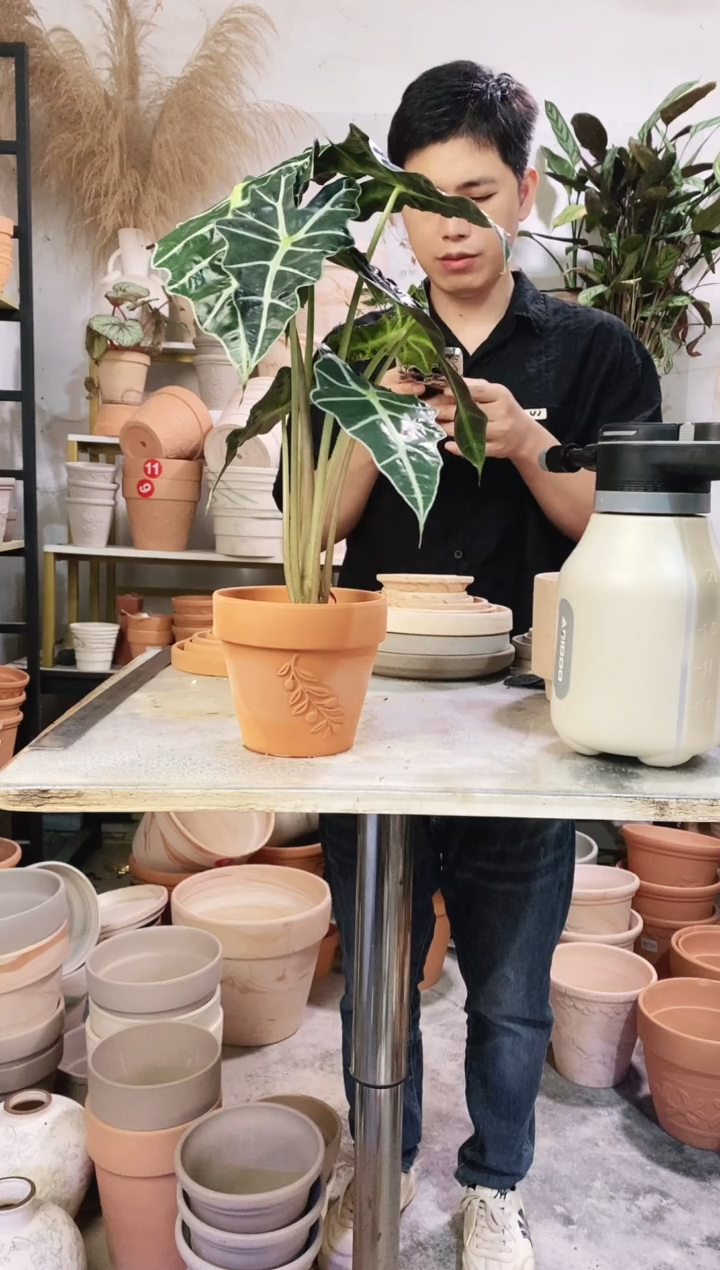 瑕疵无售后14*13红陶橄榄枝 1盆无托