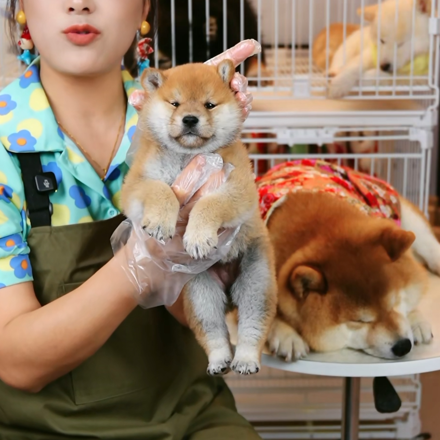 【多乐妹妹】赤柴豆柴黑柴白柴狗狗幼犬纯种双血统宠物