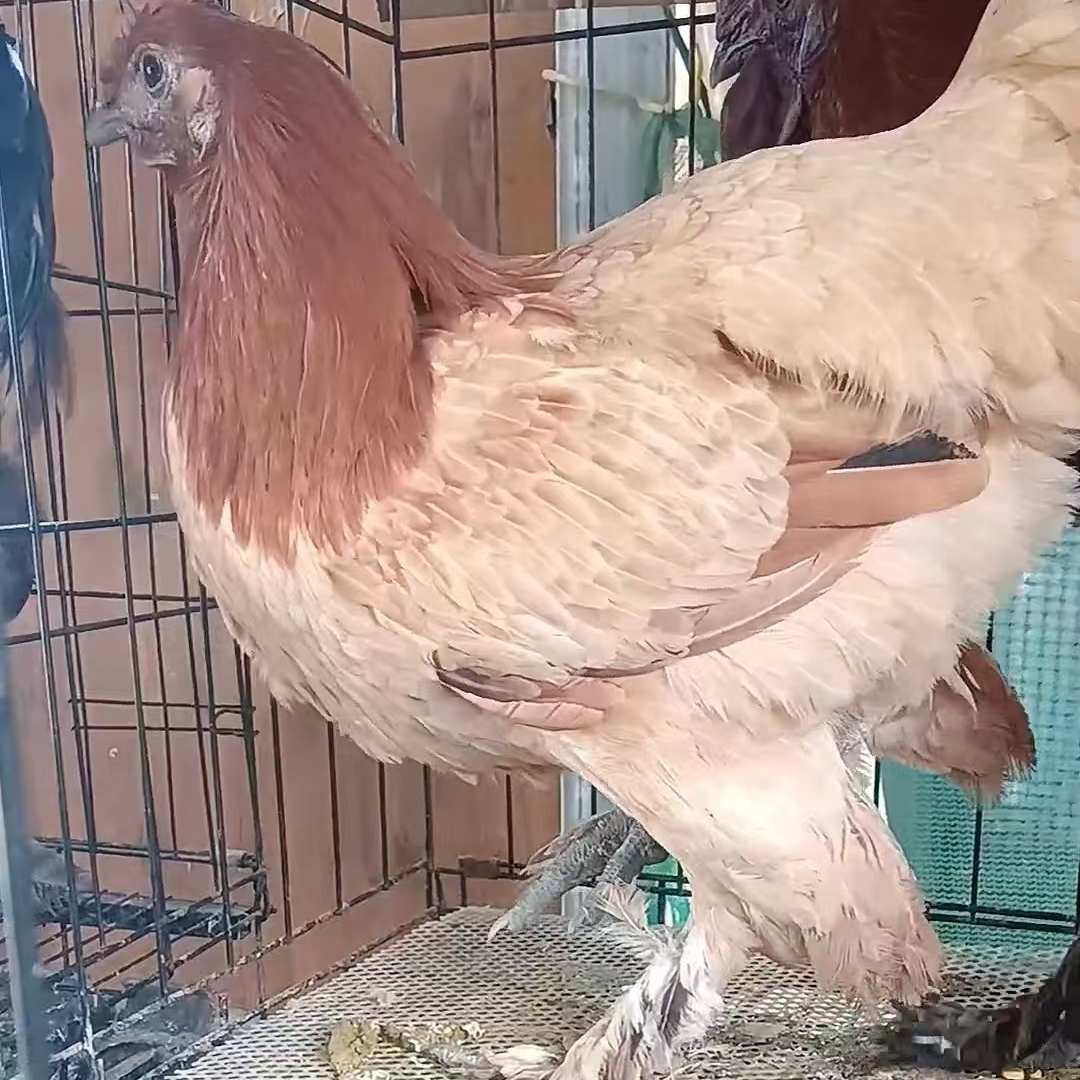 活体宠物鸡 无量山包邮