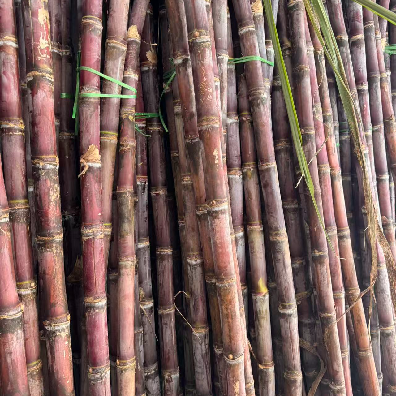 贵州红皮甘蔗新鲜现砍脆甜多汁当季水果