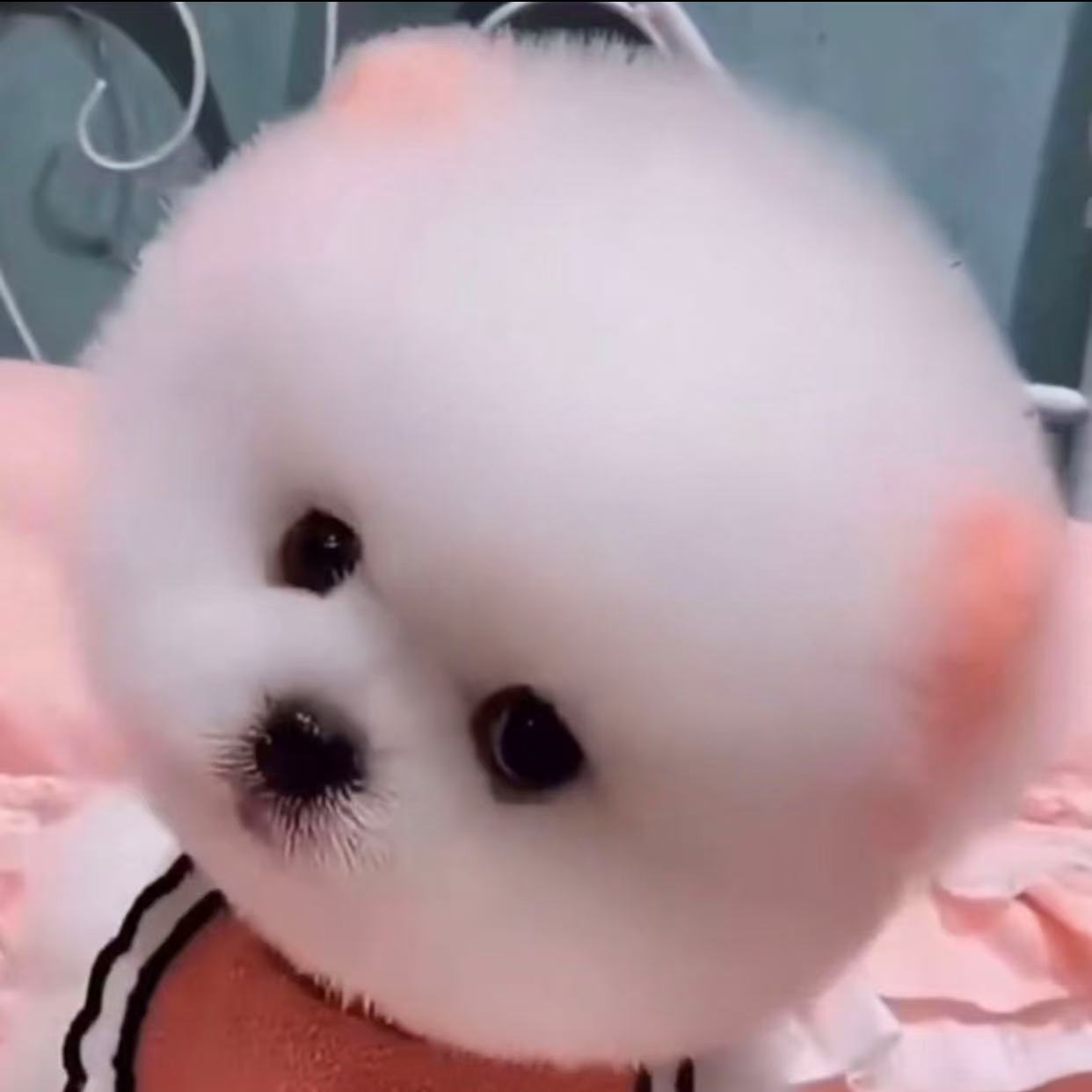 【鑫美家】精品博美比熊